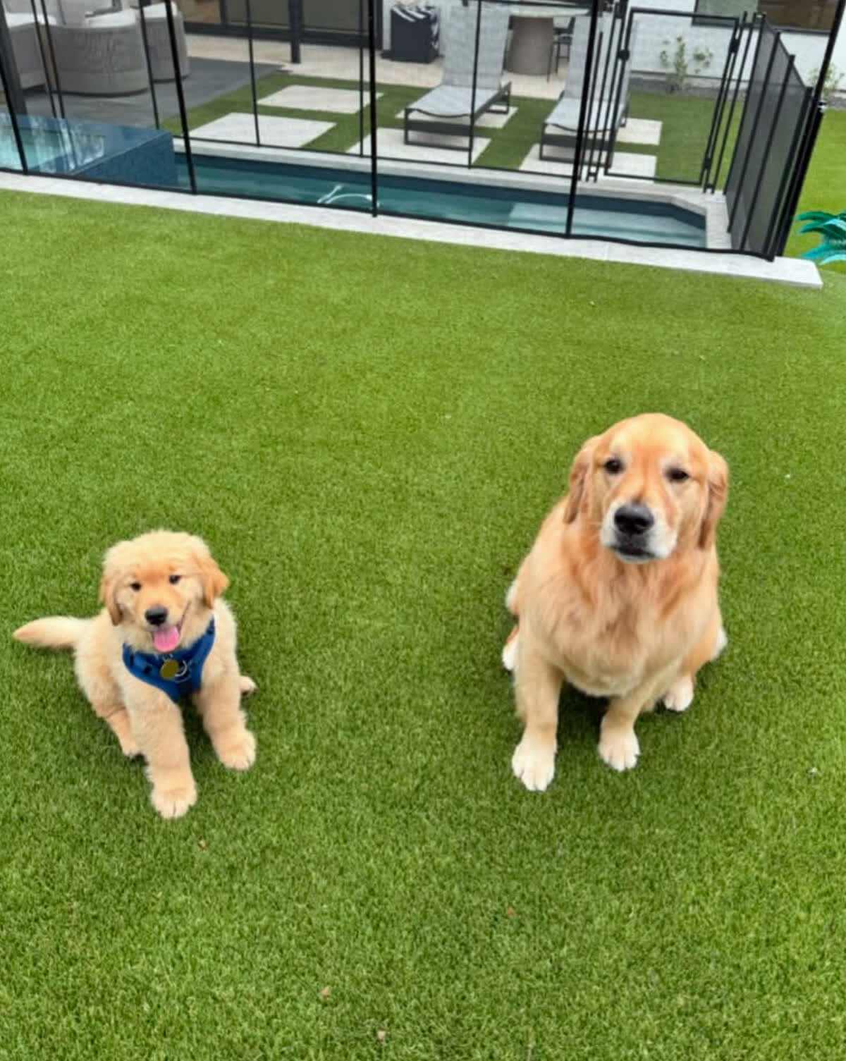 Pet Turf & Dog Runs, Pet Turf & Dog Runs by Oregon Artificial Turf